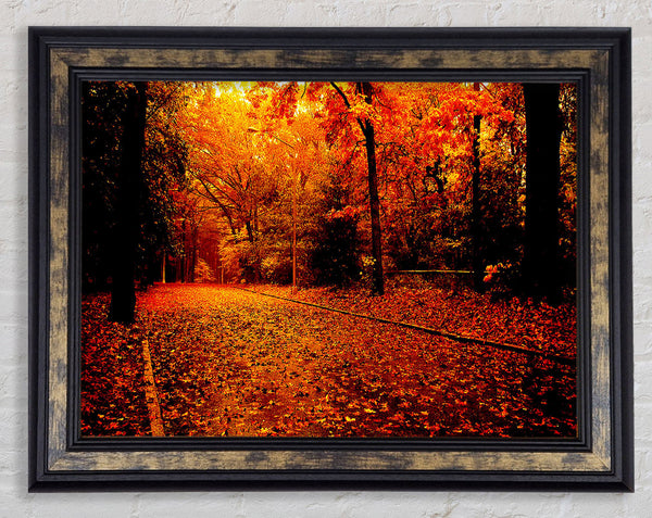 Fall In The Orange Forest Framed Print