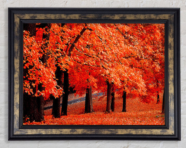 Beautiful Autumn Orange Leaves Framed Print