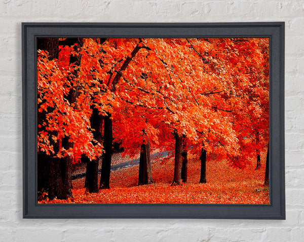 Beautiful Autumn Orange Leaves Framed Print