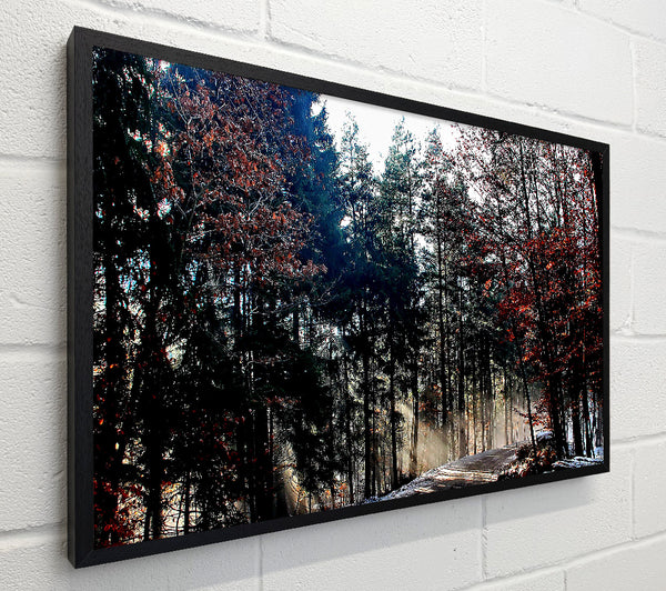 Forest Road In Winter