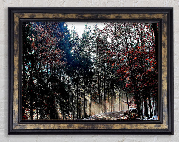 Forest Road In Winter Framed Print