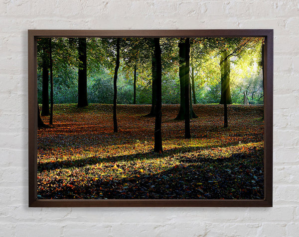 Autumn Light Framed Print