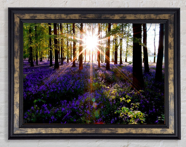 Forest Sun God Framed Print