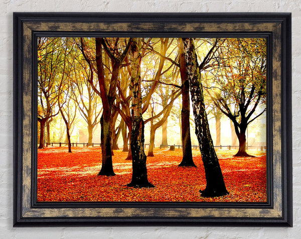 Warm Sunlight Framed Print