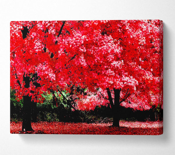 Pink Autumn Leaves