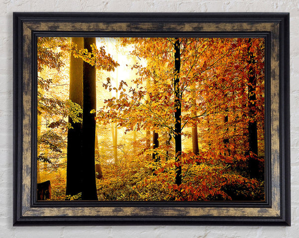 Beautiful Autumn Foliage Framed Print