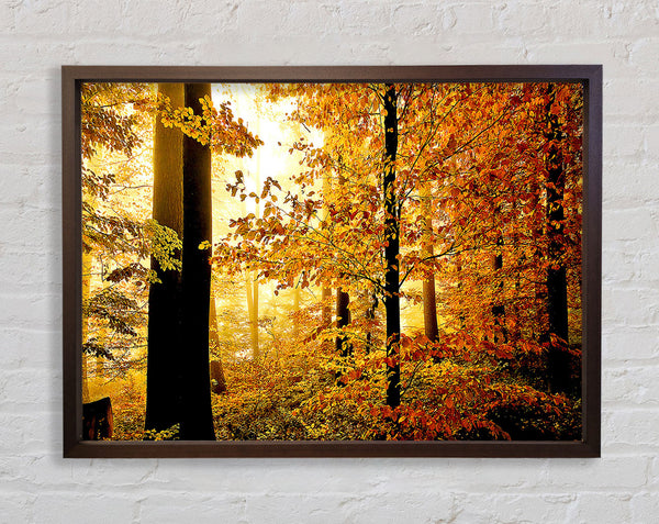 Beautiful Autumn Foliage Framed Print