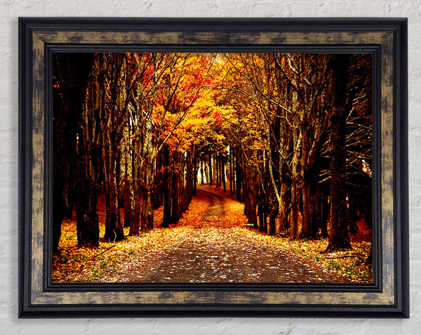 Late Autumn Framed Print