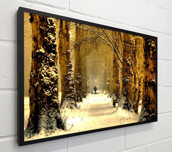 Beautiful Tree Passage Winter