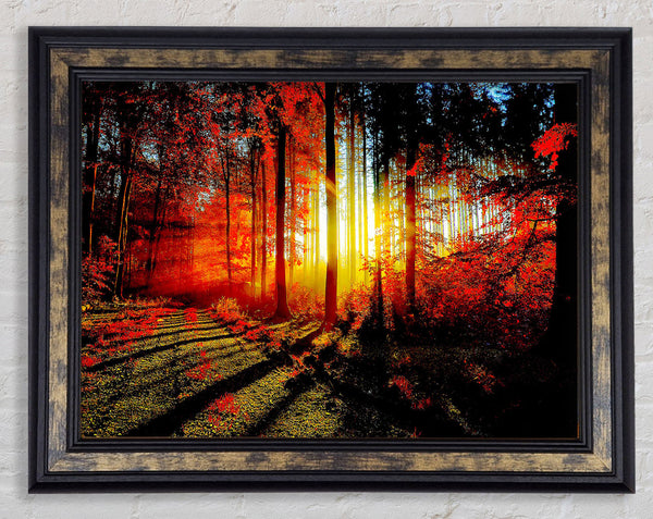 Red Forest Framed Print