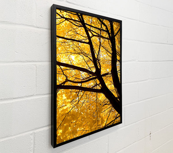 Yellow Autumn Leaves