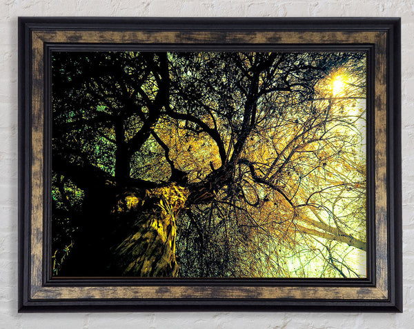 Ancient Tree Framed Print