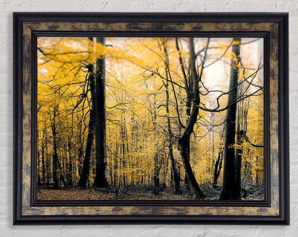 Alone In The Jungle Framed Print