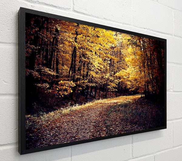 Forest Road