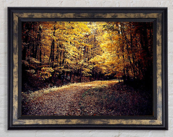 Forest Road Framed Print