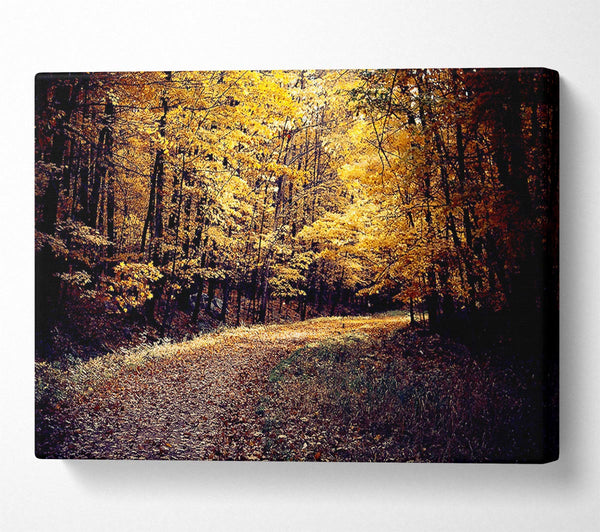 Forest Road