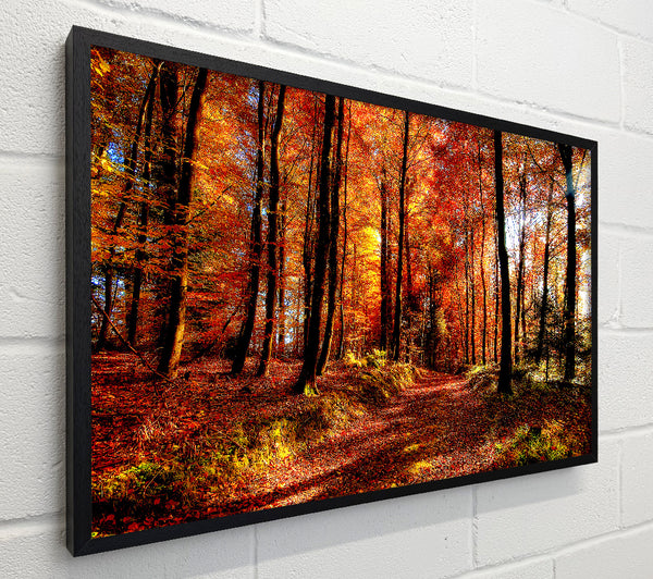 Fall Forest Path