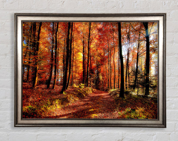 Fall Forest Path Framed Print