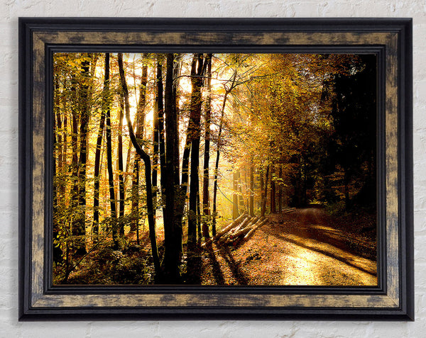 Beautiful Forest Road Autumn Framed Print