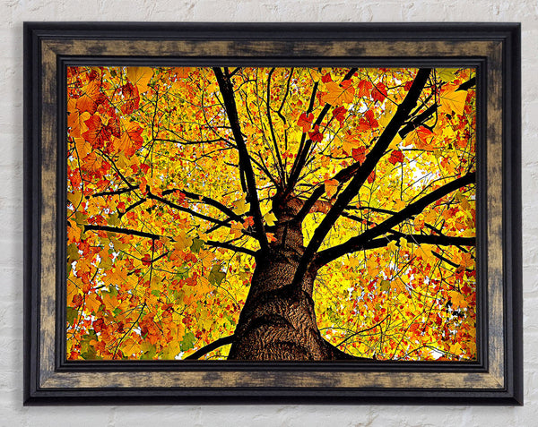 Yellow Autumn Tree Framed Print