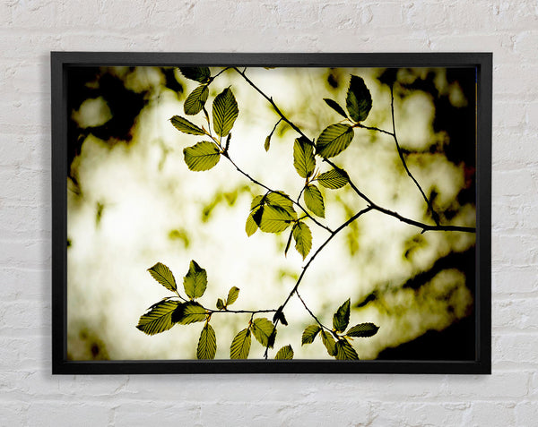 Twigs With Green Leaves