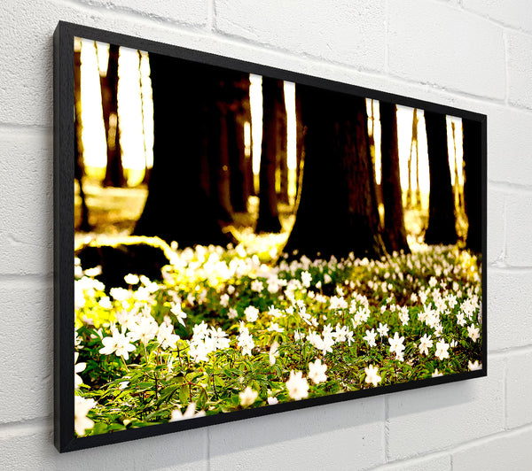 White Forest Flowers