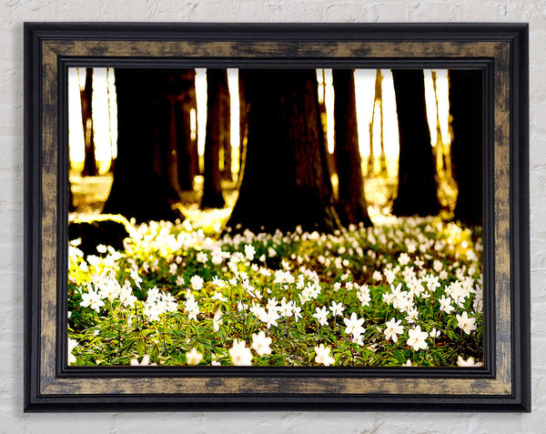 White Forest Flowers Framed Print