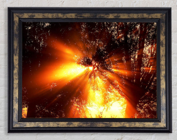 Sun Blaze Above The Winter Tree Framed Print