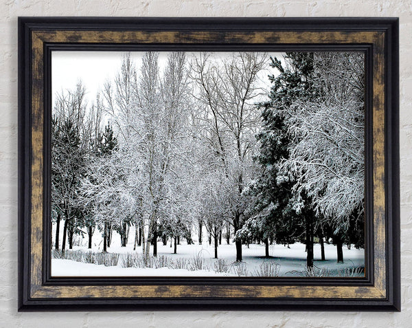 Winter In The Snow Forest Framed Print