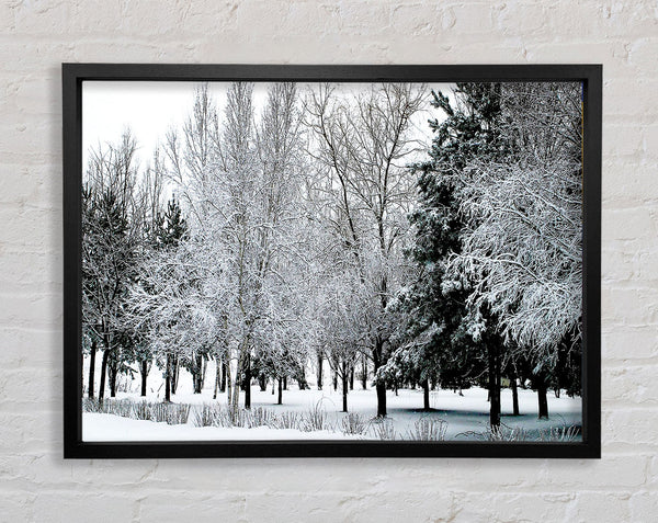 Winter, In, Dass, Schnee, Wald