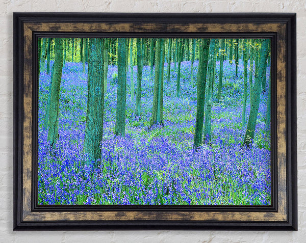 Bluebells In The Forest Framed Print