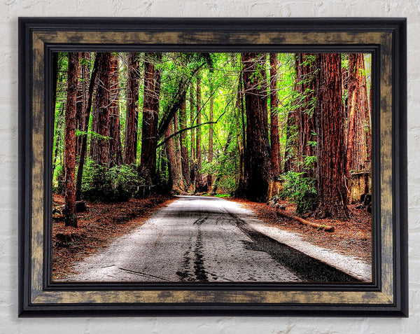 Green Forest Road Framed Print