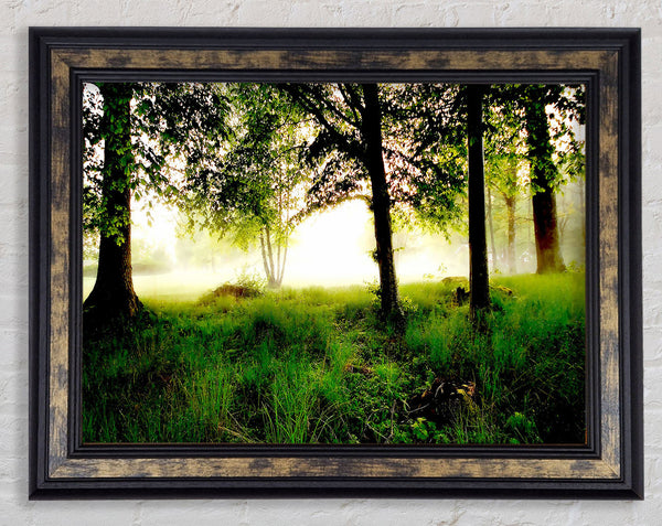 Morning Fog Framed Print