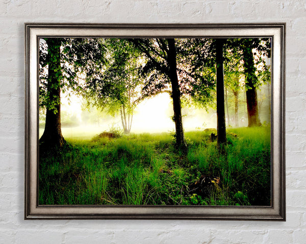 Morgennebel