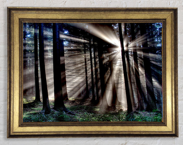Morgensonne Strahlen Wald