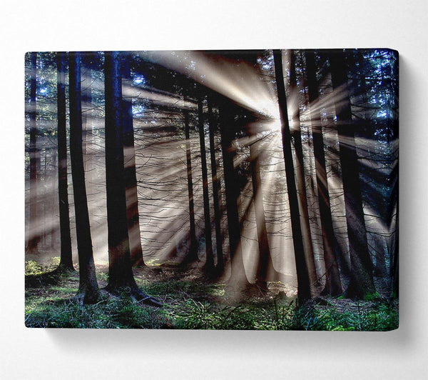 Morning Sun Rays Forest