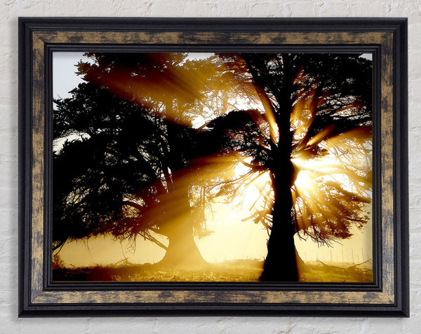 Trees With Sunlight Framed Print