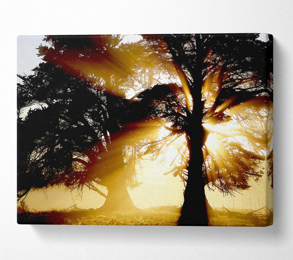 Trees With Sunlight