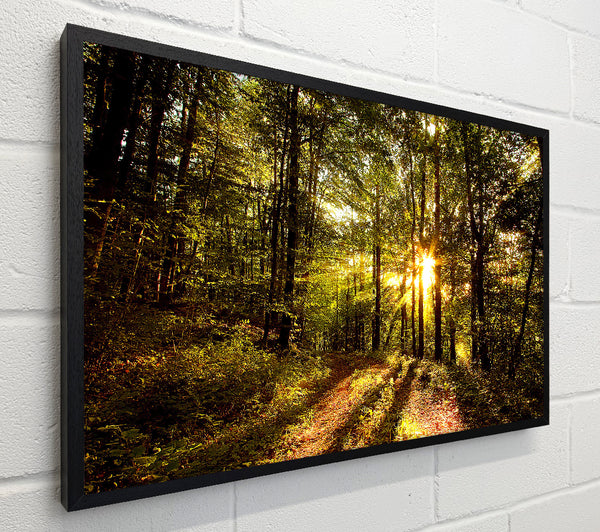 Forest In Late Afternoon