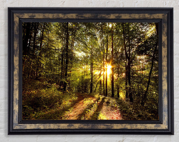Forest In Late Afternoon Framed Print