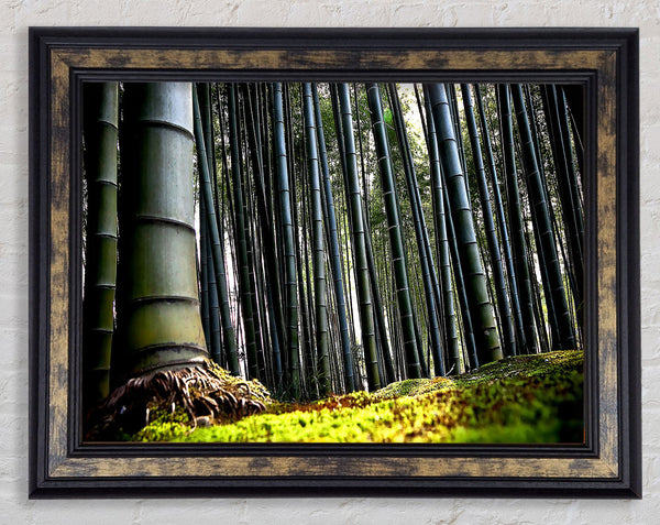 Huge Bamboo Forest Framed Print