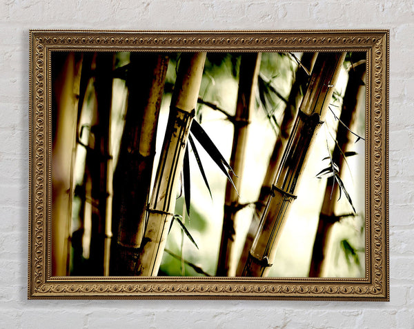 Bamboo Stalks Framed Print