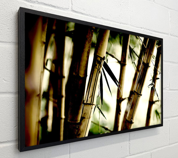 Bamboo Stalks