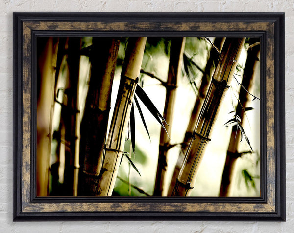 Bamboo Stalks Framed Print