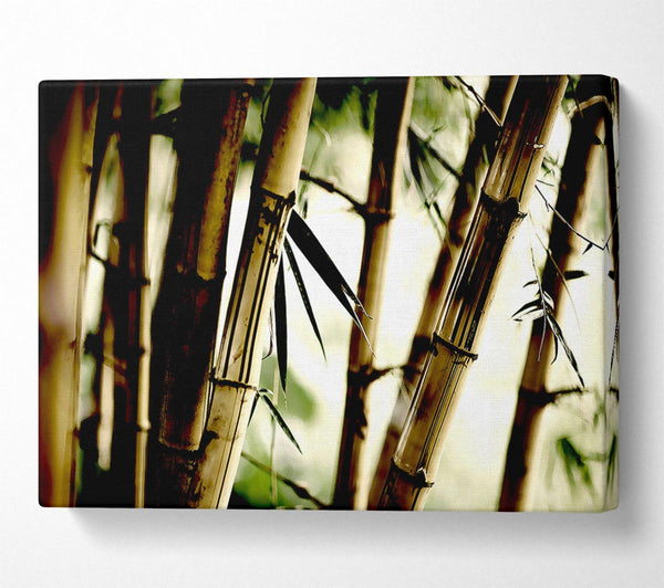 Bamboo Stalks