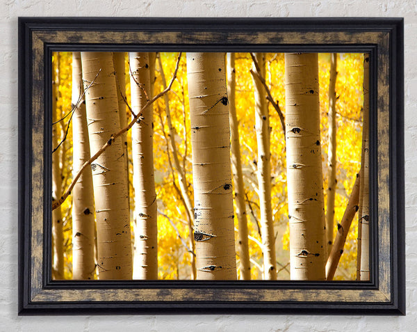 Birch Trees Framed Print