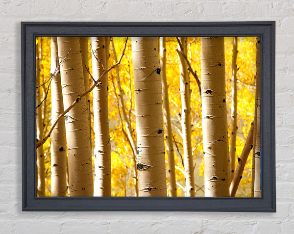 Birch Trees Framed Print