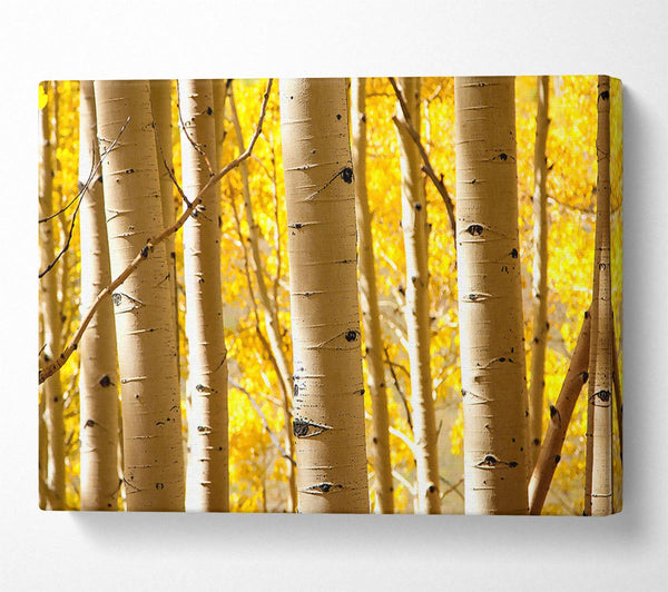 Birch Trees