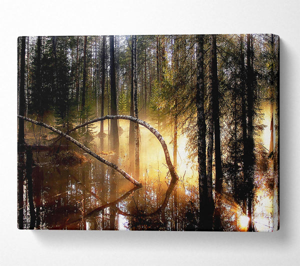 Swamp Forest Morning Mist