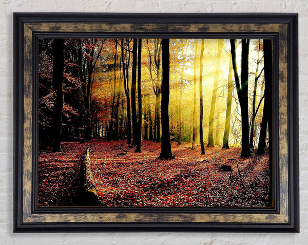 Sunlight Through The Trees In The Forest Framed Print